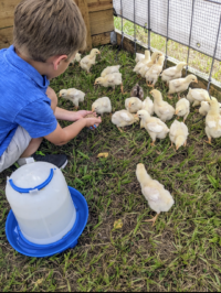 How to Set Up a Chick Brooder - Reformed Acres