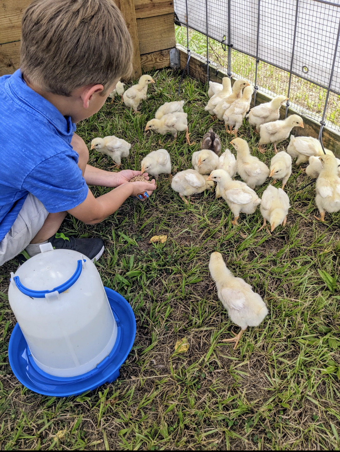 How to Set Up a Chick Brooder - Reformed Acres