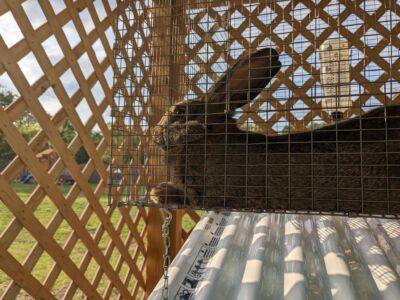 meat rabbit in a cage outside 