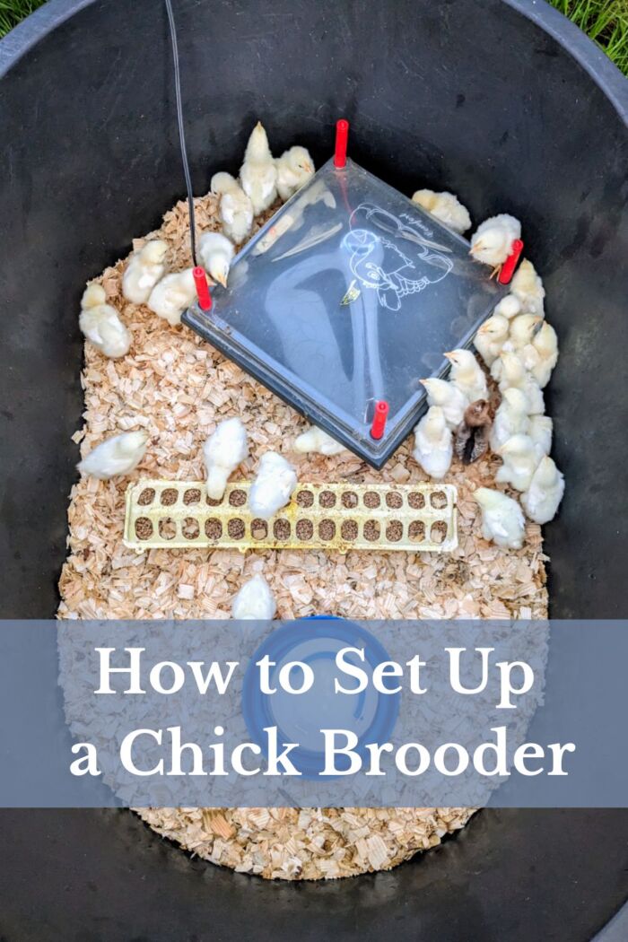 How to Set Up a Chick Brooder - Reformed Acres