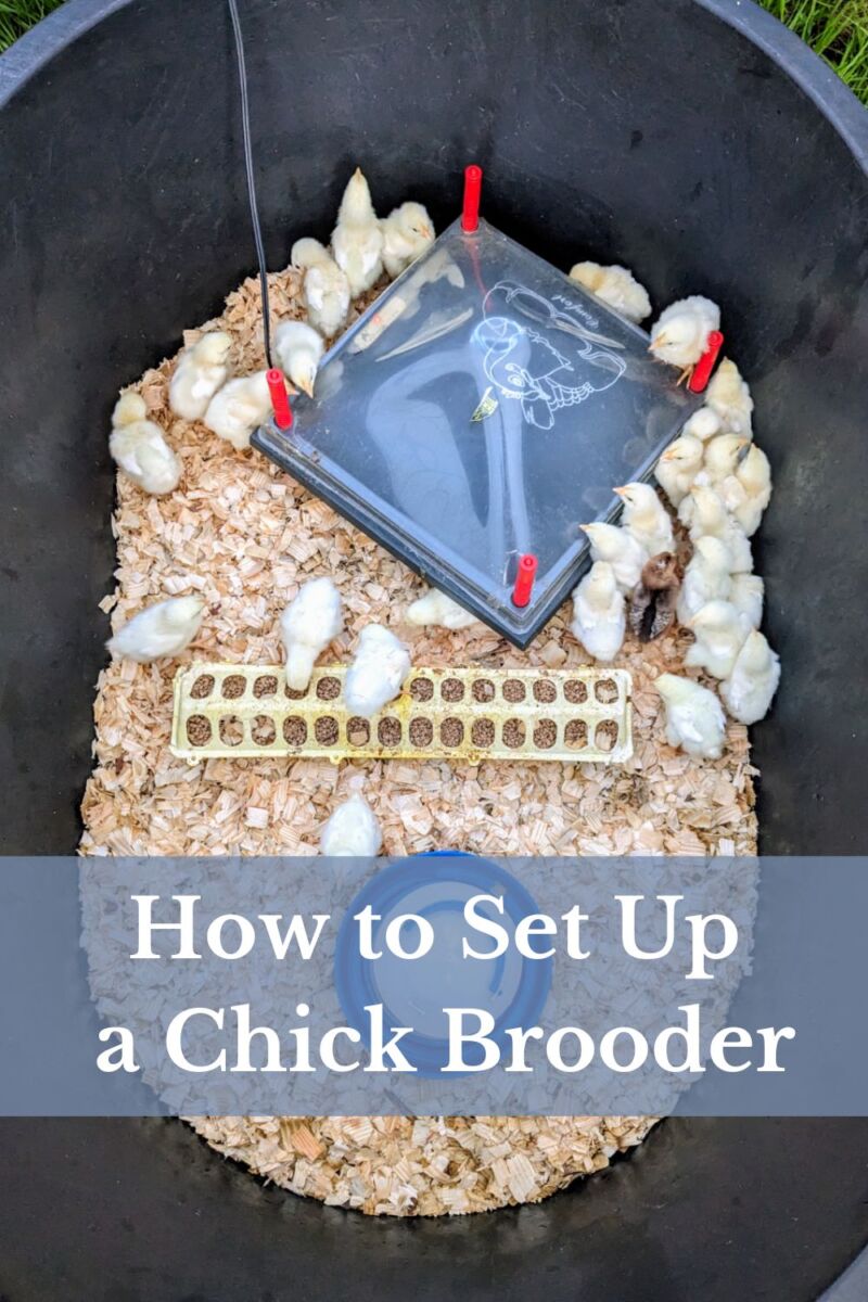 How to Set Up a Chick Brooder Reformed Acres