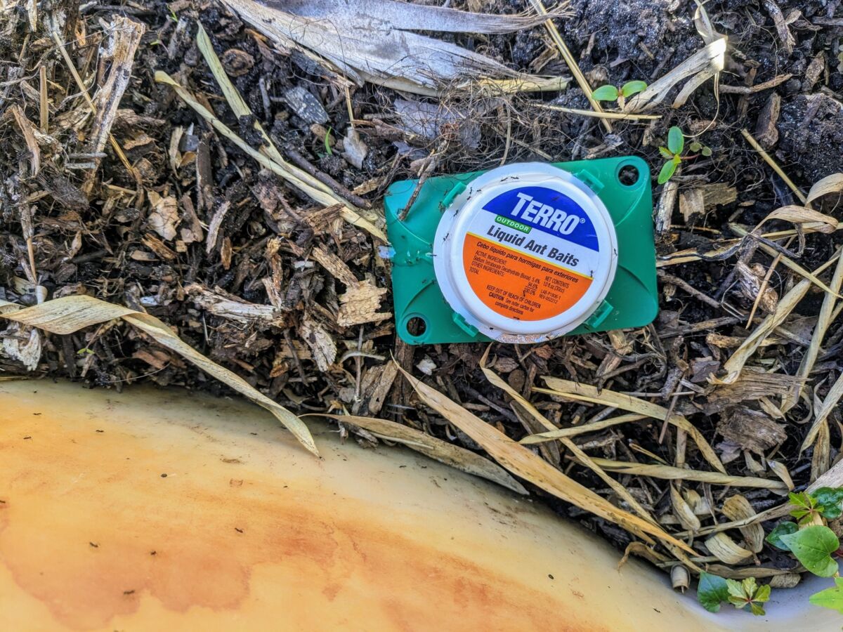 How to Get Rid of Ants in the Garden - Reformed Acres