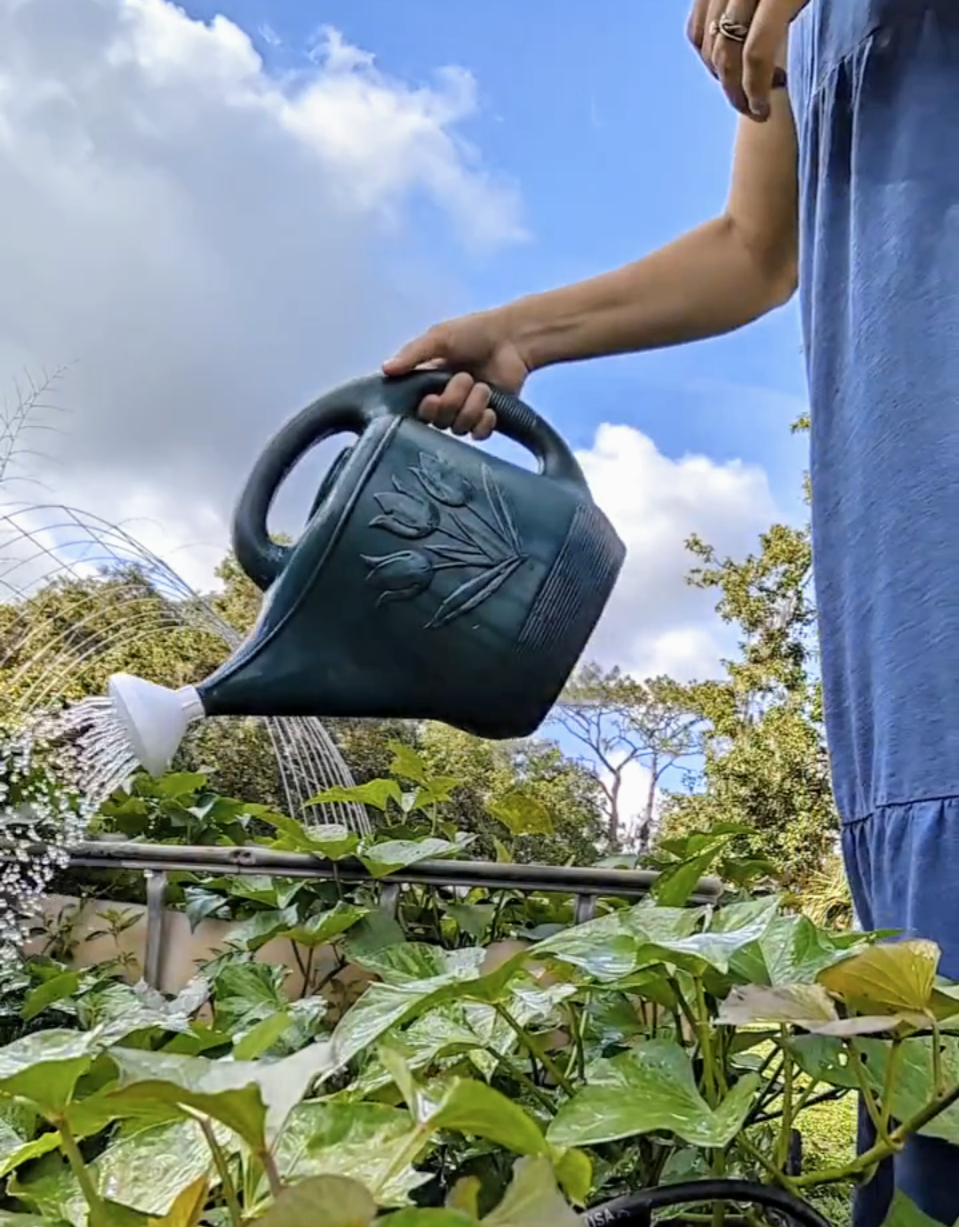 HOW TO FERTILIZE WITHOUT A SPREADER visual data 7