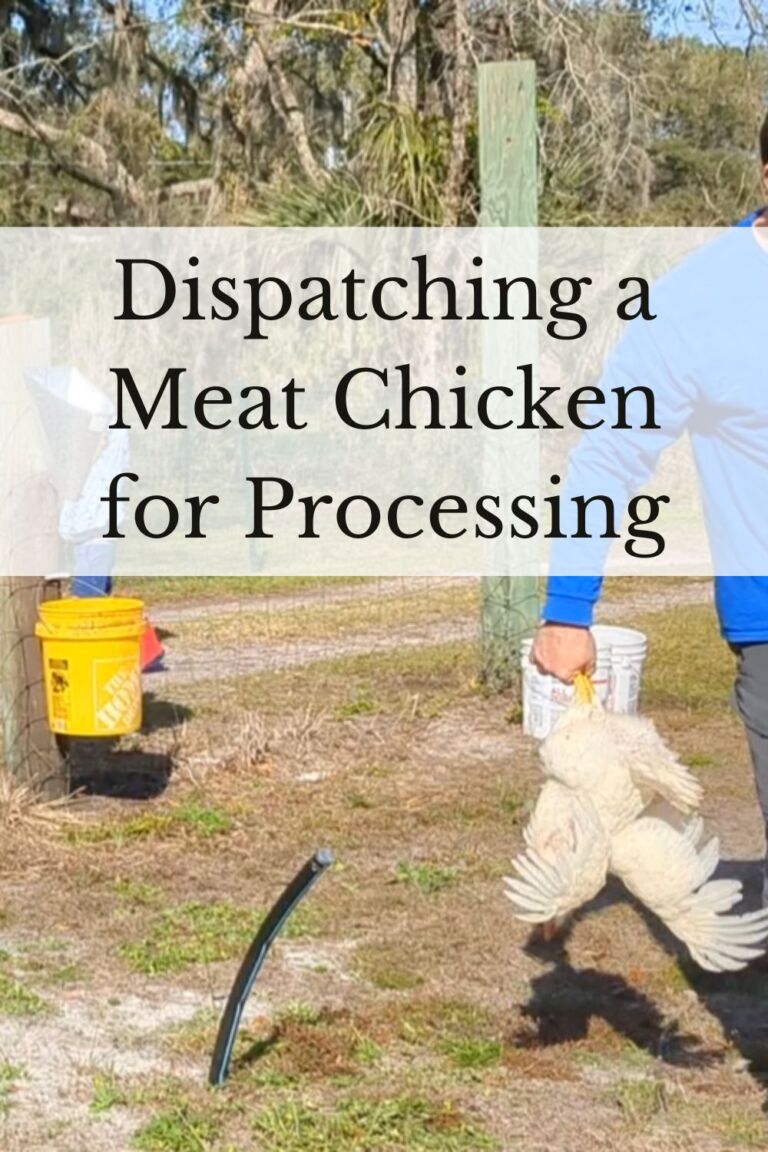 How to Quickly Dispatch a Chicken - Reformed Acres