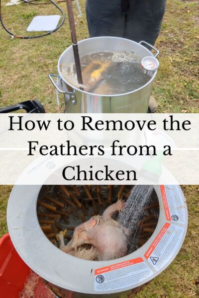 man using a scalder and plucker to remove the feathers from a chicken 