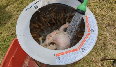 water hose spraying water into a chicken plucker 