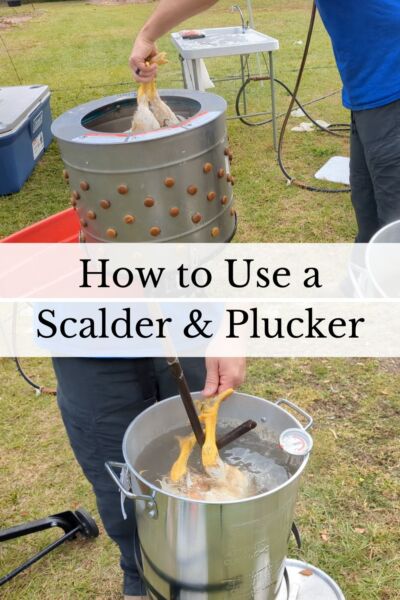 man showing how to use a chicken scalder and plucker