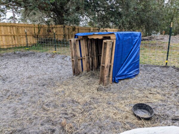 3 sided pig shelter made out of pallets and a blue tarp 