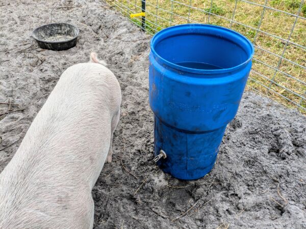 pig standing next to a plastic drum waterer 