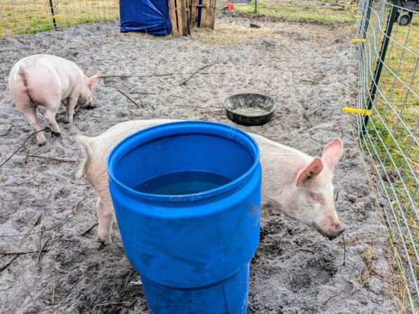 pig inside of a pig pen next to a plastic drum waterer