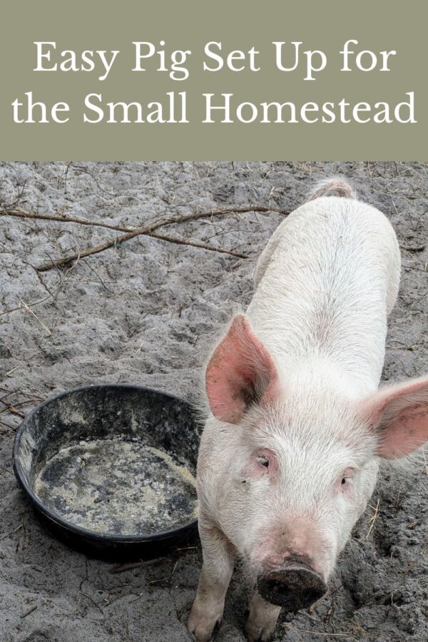pig standing next to a rubber food bowl in a sandy pig pen 
