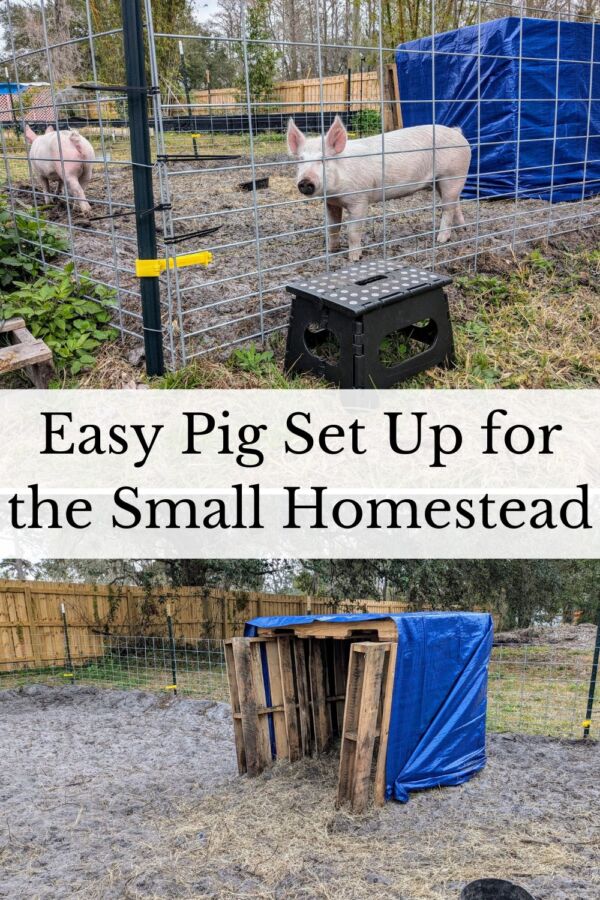 pig standing in a pig pen and a 3 sided pallet pig structure 