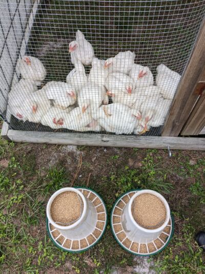 chickens in a chicken tractor next to feed buckets 