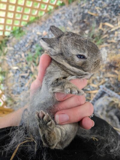 baby rabbit being held in a woman's hand