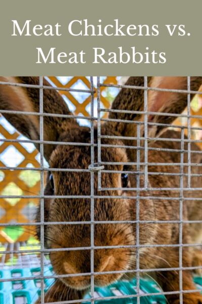 meat rabbit in a cage outside 